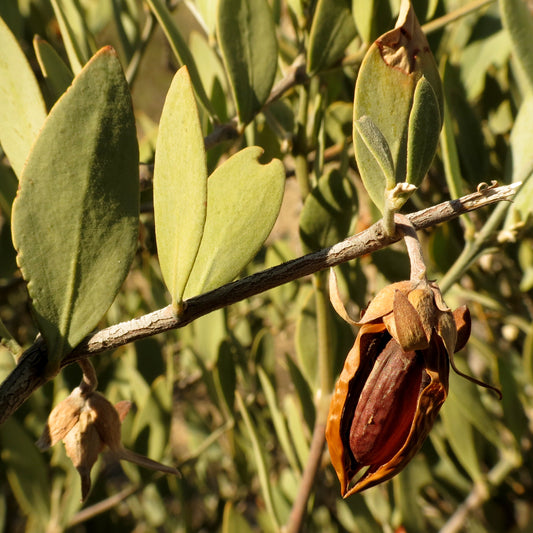 Jojoba oil is the best oil for your nails. Why?