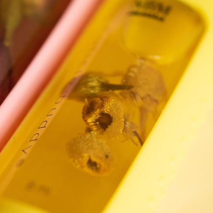 close up of a bottle of cuticle oil in a yellow silicone holder and chamomile buds inside